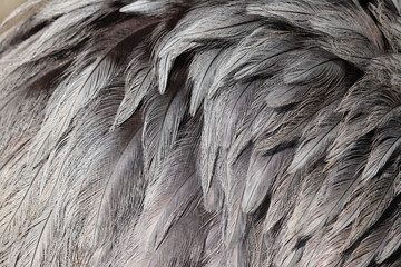 Plume d'autruche cerza normandie