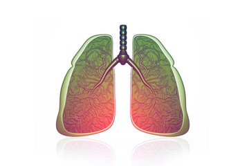 Human lungs cross section