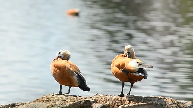Ogar ducks on a big stone near the water