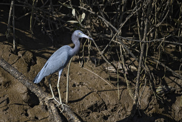 Little Blue Heron - Egretta caerulea, blue gray heron from New World fresh waters and mangrove, Costa Rica.