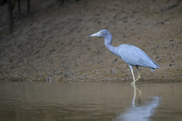 Little Blue Heron - Egretta caerulea, blue gray heron from New World fresh waters and mangrove, Costa Rica.