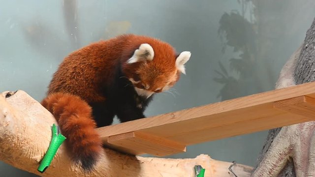 Red panda indoors in the zoo