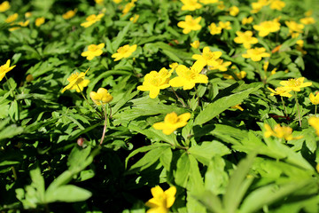background texture green meadow with bright yellow small flowers