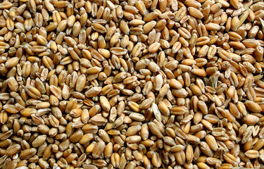 background of grain barley harvested fall harvest