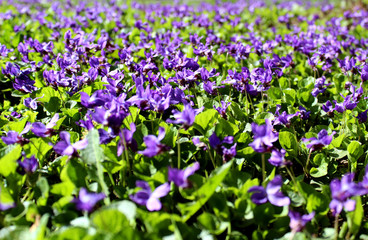 purple small flowers on a green meadow