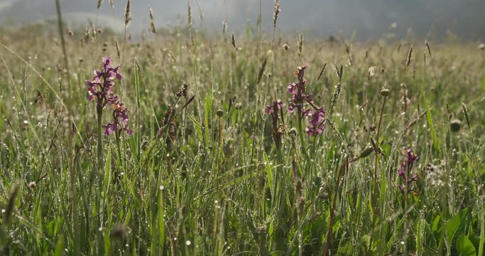 Rare, blooming Orchis Mascula in the meadow, spring, 4k