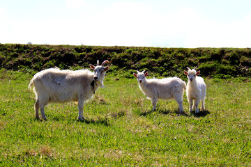 Obraz na płótnie Canvas goat and two kids to graze on a green meadow