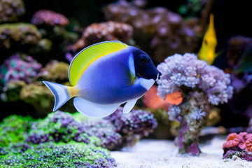 Fototapeta na wymiar Acanthurus leucosternon in Home Coral reef aquarium. Selective focus.