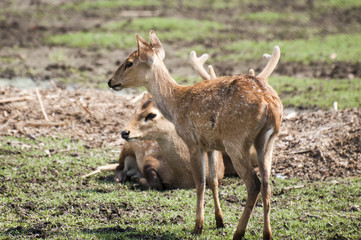 Naklejka na ściany i meble Deers are taking rest in the muddy land