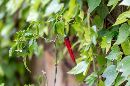 Piment