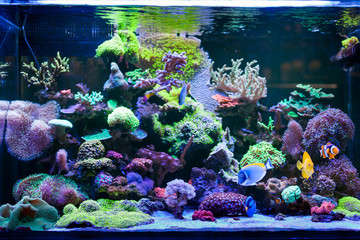 Home Coral reef aquarium © tgordievskaya