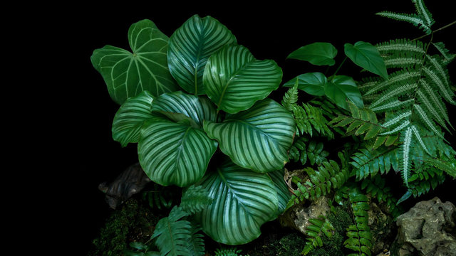Calathea orbifolia, ferns and philodendrons the tropical rainforest foliage plants leaves in ornamental garden on black background.