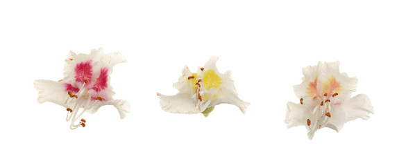 Chestnut flower or Aesculus hippocastanum, Conker tree with leaves isolated on white background