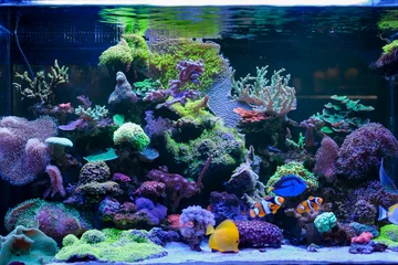 Fototapeten Startseite Korallenriffaquarium © tgordievskaya