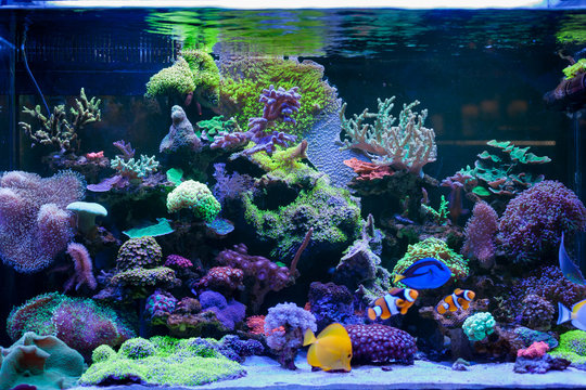 Home Coral reef aquarium