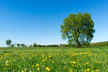 Spring meadow with big tree and dandelions in summer.