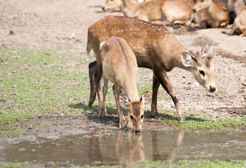 Naklejka na ściany i meble Deers are drinking water on the river