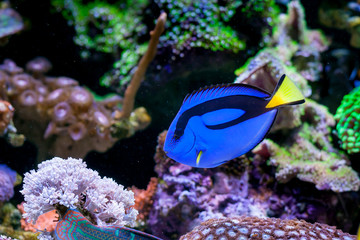 Fototapeta na wymiar Paracanthurus hepatus, Blue tang in Home Coral reef aquarium. Selective focus.