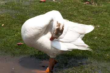 A white duck is cleaning her feathers
