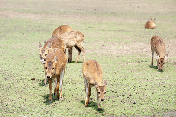 Naklejka na ściany i meble Deers are walking in the grassland