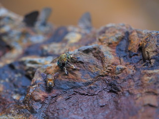 two wild bees standing on a rock