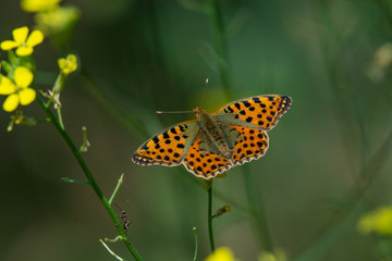 Queen of Spain Fritillary butterfly, (Issoria lathonia) ** Note: Shallow depth of field