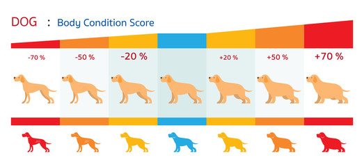 Dog Body Condition Score, Shape, Health Chart and Infographic