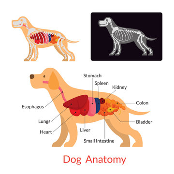 Dog Anatomy, Internal Organs, Skeleton, X-Ray
