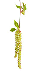 Male and female catkins of the birch closeup