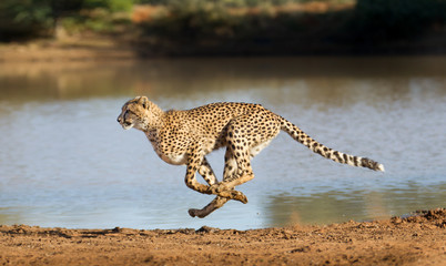 Cheetah running, (Acinonyx jubatus), South Africa