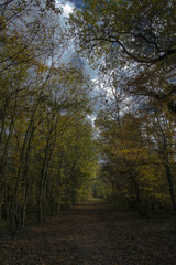 Marais des Bidonnes à Divonne-les-Bains, Ain, France