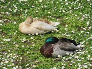 Two mallard ducks sleeping
