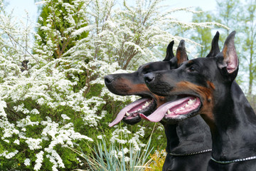 Couple of big black doberman dogs in the garden