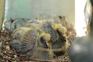Two baby pigeons in the nest