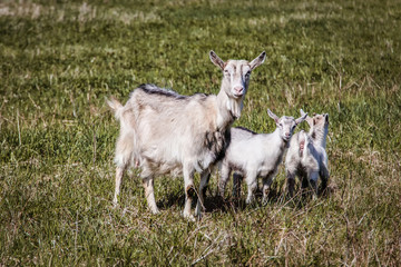 Fototapeta premium a gay goat with kids graze in a green meadow