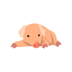 Cute cartoon little pig lying on the floor vector Illustration on a white background