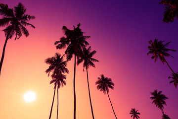 Fototapeta premium Tropical sunset coconut palm trees