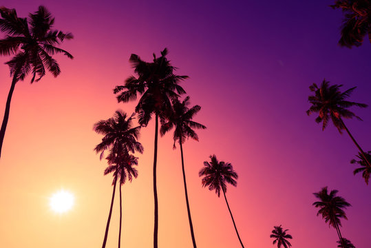 Tropical sunset coconut palm trees