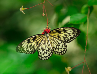 Paper kite (idea leuconoe) in primeval forest.