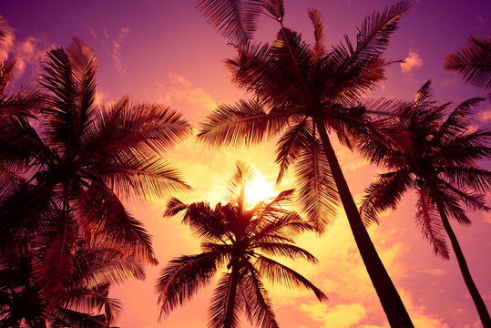 Tropical sunset beach vivid sky and palm tree silhouettes