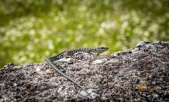lezard