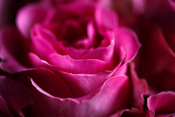 Close-up macro photo of bouquet of roses