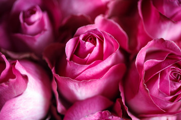 Close-up macro photo of bouquet of roses