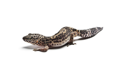 Leopard gecko