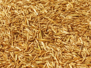 Lawn grass seeds. Texture. Background