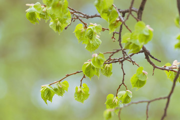 Spring young leaves. Nature background. Spring Close-up