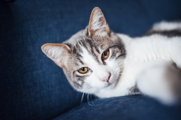 Jeune chat tigré blanc