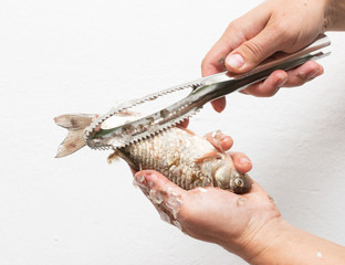 Hands brushing fish
