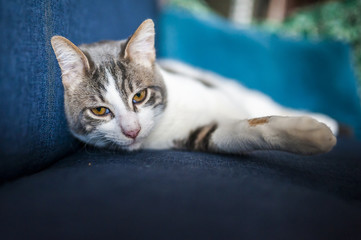Chat tigré blanc couché