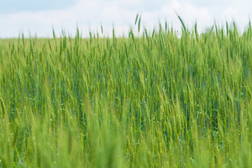 Green Wheat field